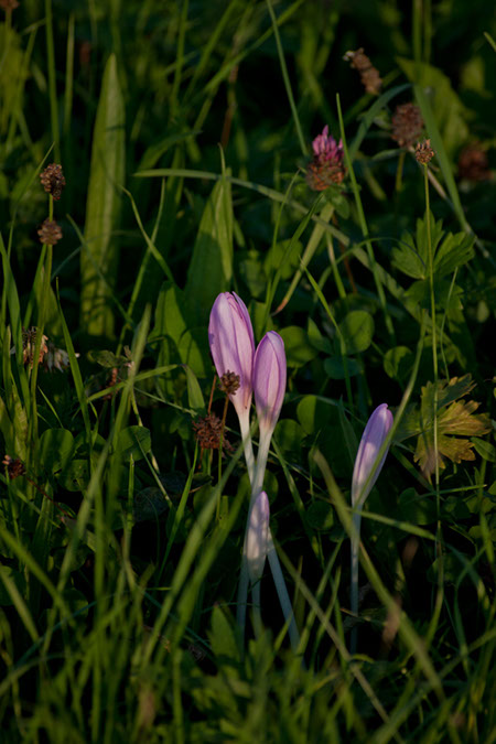 IMG_5940