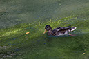 IMG_5909