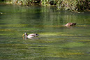 IMG_5910